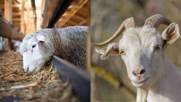 Perbedaan Domba dan Kambing: Kenali Ciri-Cirinya
