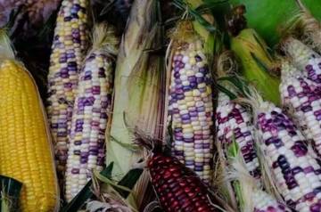 Perbedaan Jagung Manis dan Jagung Pulut