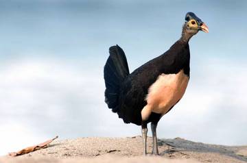 Maleo, Burung Endemik Khas Sulawesi