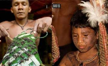 Ujian Keberanian di Hutan Amazon Suku Satere Mawé