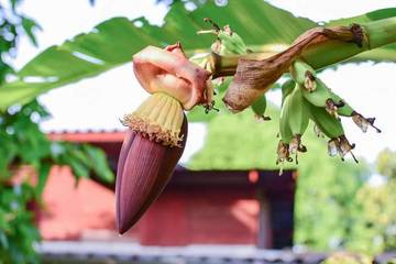 Efek Jantung Pisang bagi Kesehatan