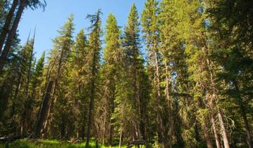 Berjalan-jalan di Hutan Pinus: Cara Alamiah Redakan Stres