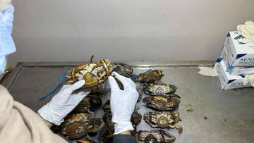 Balai Karantina Sulbar Tahan Kepiting Bakau Tanpa Dokumen