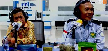  Petani Mamuju Sukses Beralih dari Nilam ke Katuk