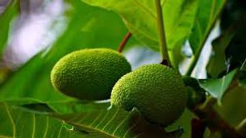 Sukun, Panganan Lokal yang Menjadi Superfood Masa Depan