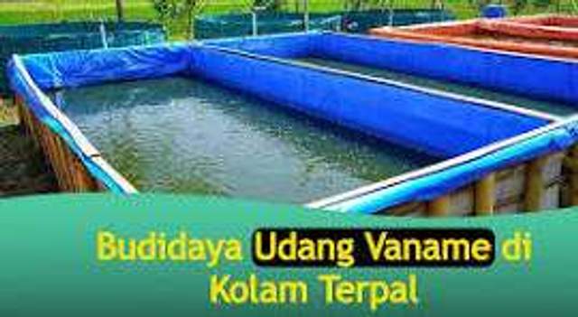 Budidaya Udang di Kolam Terpal