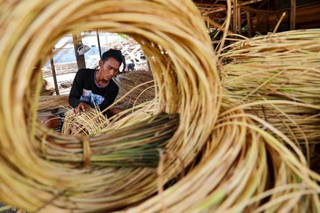 Rotan Photo Rotan: Sumber Ekonomi dan Penjaga Hutan Tropis Indonesia - RRI.co.id