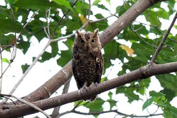 Manguni, Burung Hantu yang Dihormati Masyarakat Minahasa