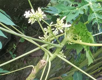 Manfaat dan Khasiat Bunga Pepaya untuk Kesehatan