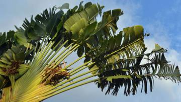 Pisang Kipas: Simbol Prestise dan Kecantikan Tropis