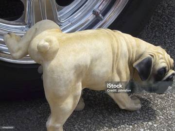 "Misteri Terpecahkan: Mengapa Anjing Suka Kencing di Ban Mobil?"