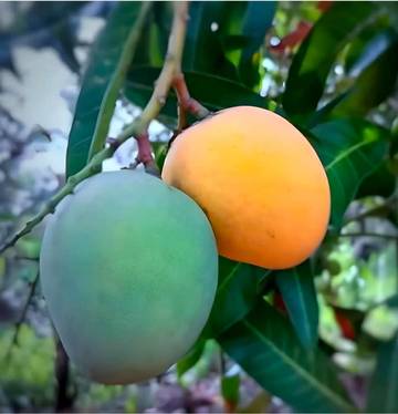 Filosofi Buah Tidak Akan Masak Bersamaan