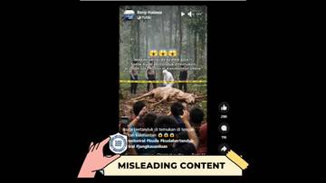 Hoaks Kuda Bertanduk Ditemukan di Hutan Kalimantan Utara