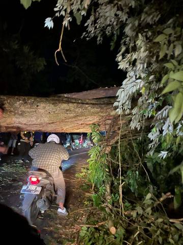 Pohon Tumbang Akibat Cuaca Exstrem