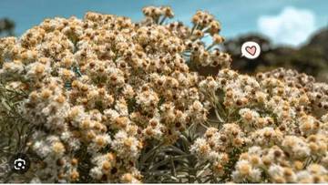 Edelweiss: Benarkah Bunga Keabadian?