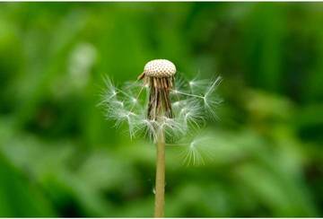 Mengenal Bunga Dandelion, Lebih dari Sekadar Rumput Liar
