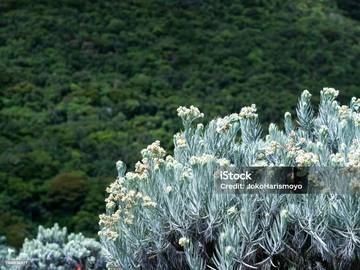 Edelweiss, Si Bunga Abadi: Keindahan Langka di Puncak Pegunungan Indonesia