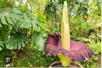 Mengenal Flora Endemik di Indonesia