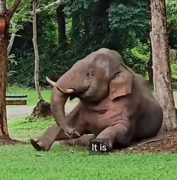 Mengenal Gajah, Hewan Raksasa yang Punya Tenggang Rasa