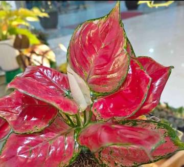 Tips Cara Merawat Bunga Aglonema Merah Agar Subur