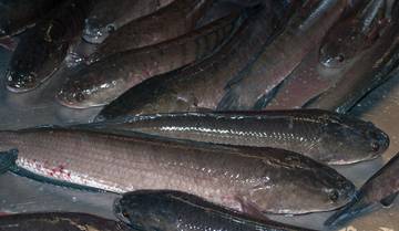 Ikan Gabus: Superfood Lokal Kaya Manfaat Kesehatan
