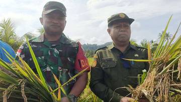 Kodim 1312/Talaud Dukung Panen Padi Perdana Kelompok Tani 