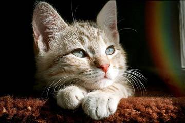 Benarkah Kucing Dianggap Hewan Keramat? Ini Faktanya