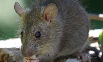 Lima Manfaat Tikus Hutan yang Jarang Diketahui Orang