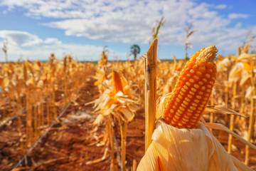 Program SPHP Jagung Resmi Sasar 2.109 Peternak Rakyat