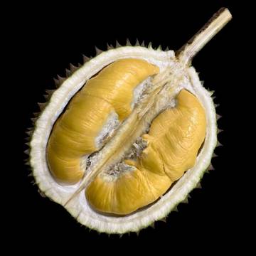 Mengapa Banyak Orang Tidak Suka Bau Durian?