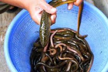 Rahasia Sehat Belut: Superfood Lokal Kaya Nutrisi