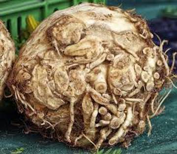Celeriac: Seledri Akar Superfood Kaya Manfaat
