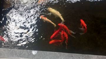 Cara Mudah Merawat Ikan di Kolam Buatan Rumah