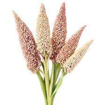 Sorgum: Biji Ajaib Superfood dengan Serat Tinggi