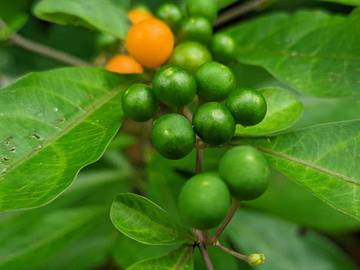 Leunca Bukan Sekadar Lalapan, Juga Superfood Tradisional 