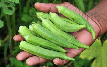 Mengenal Tanaman Okra dan Manfaatnya yang Menakjubkan