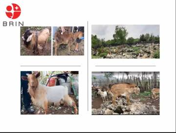BRIN Perkuat Riset Genetik Kambing Lokal Indonesia Timur