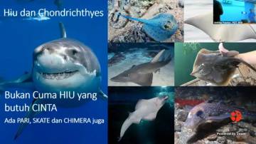 Degradasi Habitat Ancam Populasi Hiu dan Pari Indonesia