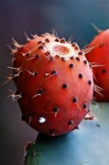 Buah Kaktus Superfood Kaya Serat dan Antioksidan