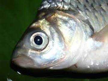 Ikan Karper: Bergizi Kaya Nutrisi untuk Kesehatan Tubuh