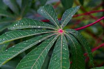 Daun Singkong, Sayuran Murah Tinggi Protein dan Antioksidan