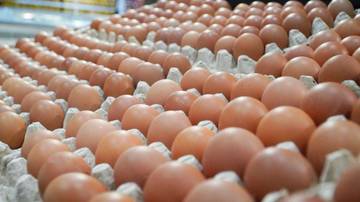 Stok Telur Aman hingga Lebaran 2026