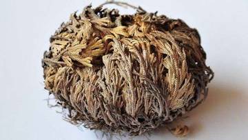 Rahasia Hidup Bunga Rose of Jericho