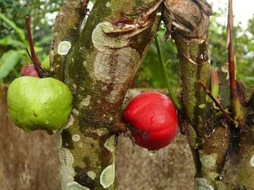 Fakta Unik Kenapa Buah Simalakama Jadi Peribahasa