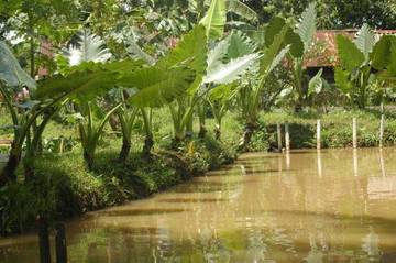 Cara Mudah Budidaya Ikan Gabus Di Kolam Tanah