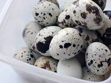 Telur Puyuh, Superfood Kecil Pilihan Sehat Kaya Nutrisi