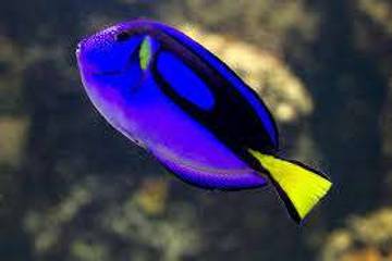 Ikan Dori, Sumber Protein dan Omega-3 