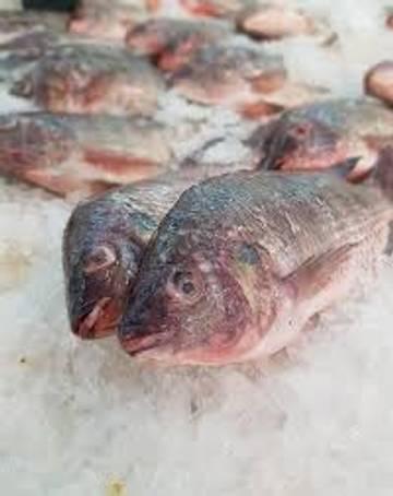 Ikan Nila, Lezat Bergizi Kaya Vitamin Sumber Protein 