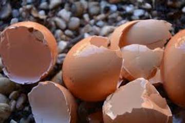 Cangkang Telur, Limbah Dapur Sumber Kalsium Alami