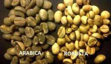 Mengenal Perbedaan Kopi Arabika Dan Robusta